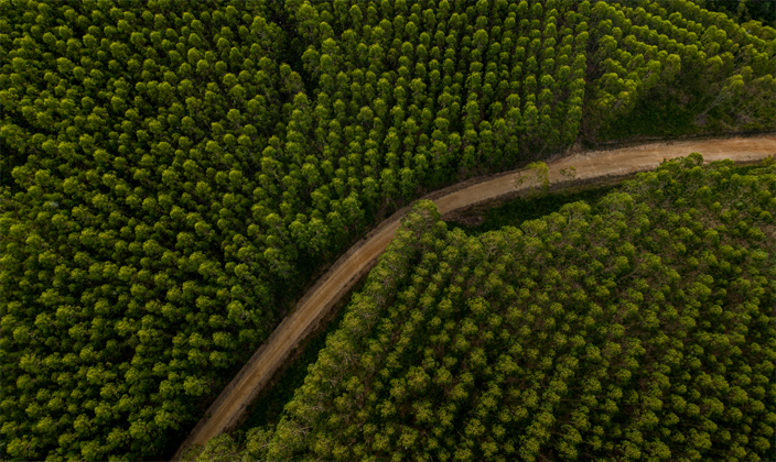Talhões de eucalipto com via de acesso em curva; base florestal do Projeto Sucuriú em Mato Grosso do Sul